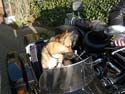 yamaha_spatz